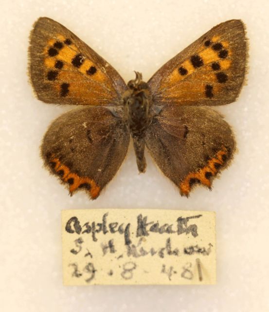 Small copper (extreme aberration, 1948 - british butterfly) (Internet Image property of respective owner, non-commercial use only)